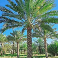 ریشه پرس اصل نخل تضمینی پالم مقاوم فنیکس