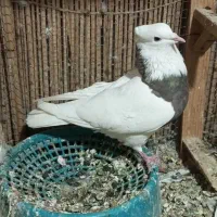 دو عدد کبوتر طوقی ماده|پرنده|سراوان, |دیوار