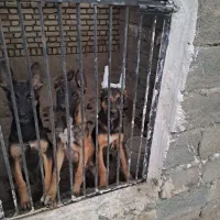 توله سگ ۳ ماه ژرمن شپرد مالینویز