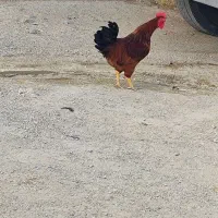 خروس
