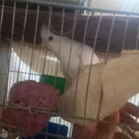 عروس هلندی جفت آلبینو|پرنده|رباطکریم, رباطکریم|دیوار