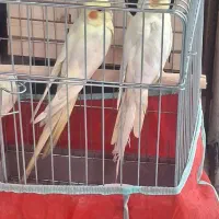 جفت عروس هلندی