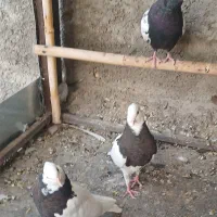 فروش یک جفت جوجه کبوتر طوقی|پرنده|پیر بکران, |دیوار