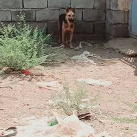 سگ ژرمن میکس