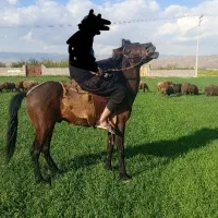 اسب یرقه|اسب و تجهیزات اسبسواری|گلبهار, نوبهار|دیوار