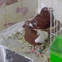 کارل