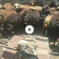 کاور قرمز افشاری