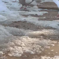 کفتر|پرنده|گرمخان, |دیوار