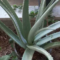 آلوئه ورا