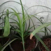 گیاه طبیعی|گل و گیاه طبیعی|قم, پردیسان|دیوار