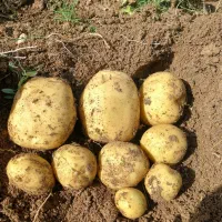 سیب زمینی کلمبا ۴۰۲وارداتی