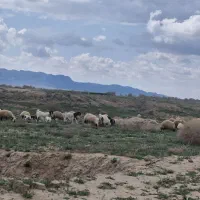 علی غضنفری