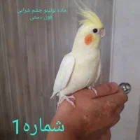 تعداد زیادی عروس هلندی نر و ماده سخنگو و دستی