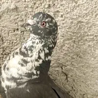 دسته 18تایی ، زیل سرک دوکت پلاکی