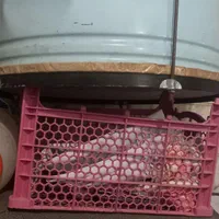 طبل