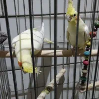 فروش جوجه تازه دونه خورشده|پرنده|فسا, |دیوار