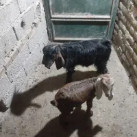 بره شیری|حیوانات مزرعه|دزفول, |دیوار