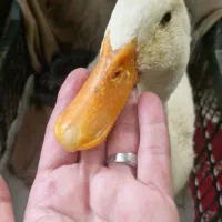 اردک خانگی و دستی