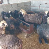 ۳۰ راس بره|حیوانات مزرعه|جم, |دیوار