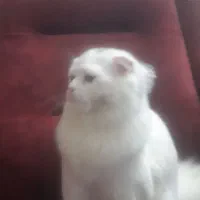 گربه ۷ ماهه بریتیش سفید