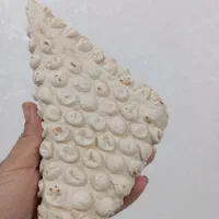 برنج سرلاشه و نیمدانه و سمبوسه تازه