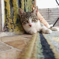 واگذاری گربه|گربه|بندر انزلی, لیچارگی حسن رود|دیوار