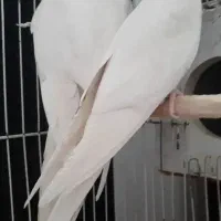 عروس هلندی البینو