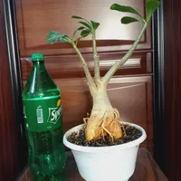 یه عالمه‌گل بنسای آدنیوم و زاموفیلیا وپتوس|گل و گیاه طبیعی|شاهین‌شهر, مخابرات (شهید بهشتی)|دیوار