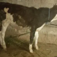 گوساله گاو  سمینتال