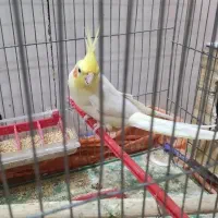 عروس هلندی لوتینیو