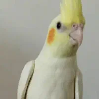 عروس هلندی های لوتینو