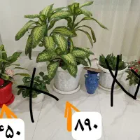 گُل