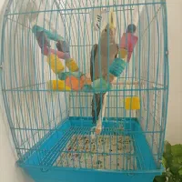 عروس‌هلندی