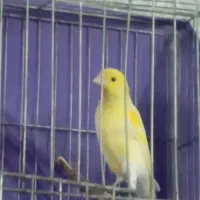 قناری لیمویی|پرنده|قرچک, میرزائی شمالی|دیوار