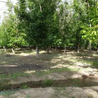 واقع در خسروشاه منطقه بالمان باشی|فروش زمین و ملک کلنگی|خسروشاه, |دیوار