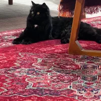 واگذاری گربه نژاد dlh