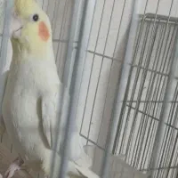 عروس نر  معاوضه با مرغ