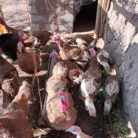 بوقلمون گوشتی ارگانیک|حیوانات مزرعه|ملکان, |دیوار