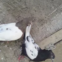 کفتر رنگی|پرنده|شیروان (خراسان), |دیوار