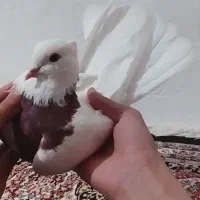 طوقی|پرنده|خرم‌آباد, |دیوار