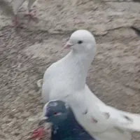 کبوتر گم شده