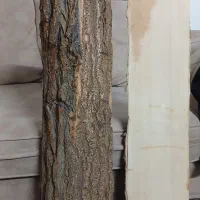 تنه درخت مناسب دکوراسیون