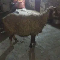 یک.عددمیش.سرمایع ۱عددتغلی آبستن کولار کهره دار