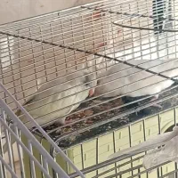 مرغ عشق معاوضه با عروس هلندی|پرنده|اسفراین, |دیوار