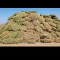 خارشتر از باغ جمع شده مخصوص دام|حیوانات مزرعه|میانه, |دیوار