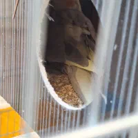 جفت عروس هلندی با قفس|پرنده|ورزنه, |دیوار