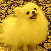 پامر ماده دوساله ونیمه