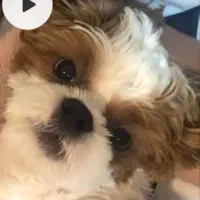 واگذاری سگ نژاد شیتزو