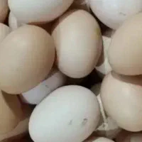 تخم مرغ نطفه دار گلپایگانی