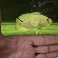 معاوضه ماهی با ماهی|ماهی|شیراز, دروازه اصفهان|دیوار